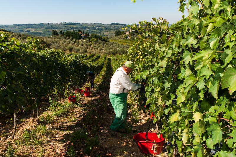 Cantina Sociale Colli Fiorentini Tuscany