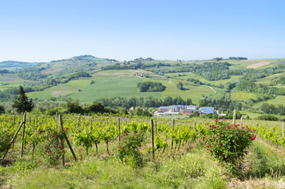 Cantina Sociale Colli Fiorentini Tuscany