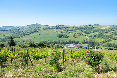 Cantina Sociale Colli Fiorentini Tuscany